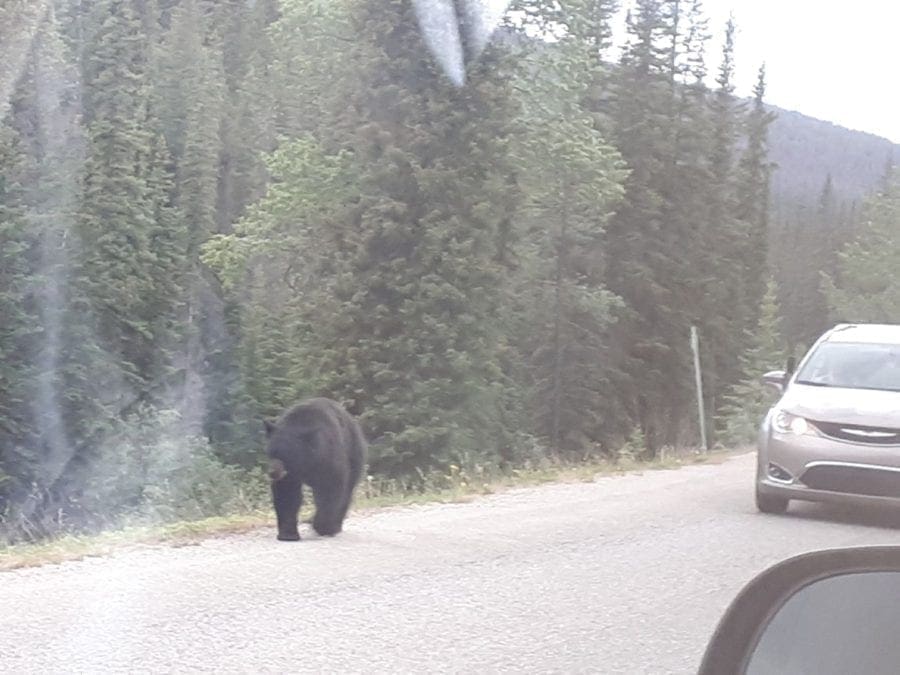 Maligne Road Black Bear