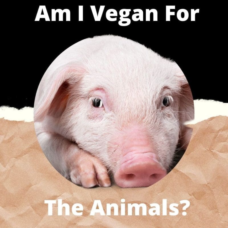 Am I Vegan For The Animals?