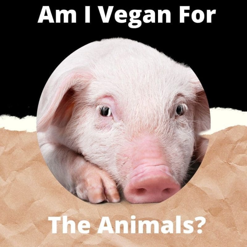 Am I Vegan For The Animals? Am I Vegan For The Animals?