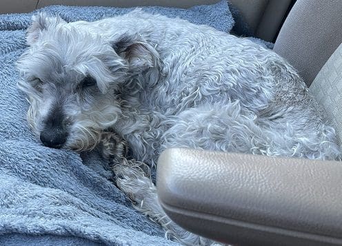 Our Miniature Schnauzer Has Diabetes (And It’s Not Going Well) Our Miniature Schnauzer Has Diabetes (And It’s Not Going Well)